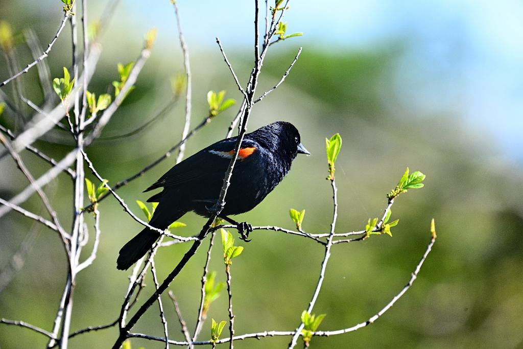 2025-05117948 Ipswitch River Wildlfe Sanctuary,  MA.JPG - Red-winged Blackbird. Ipswitch River Wildlife Sanctuary,MA, 5-11-2025